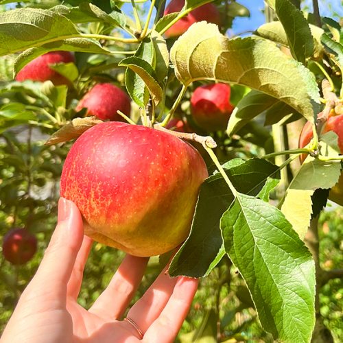 嘉麻】りんごの壁がずらり！九州りんご村 三翠園のりんご狩り - 筑豊