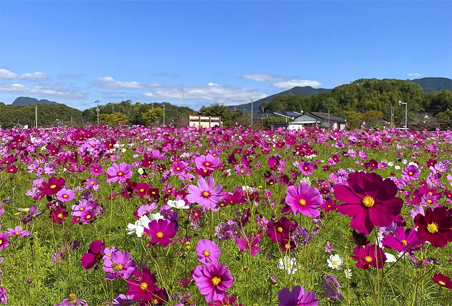 大任】風にそよぐ一面のコスモス。おおとう桜街道花公園のコスモス畑