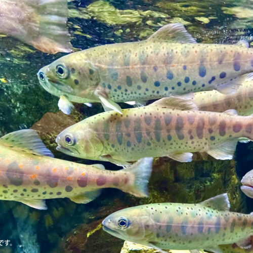 ヤマメ yamame_main-1-500x500.jpg