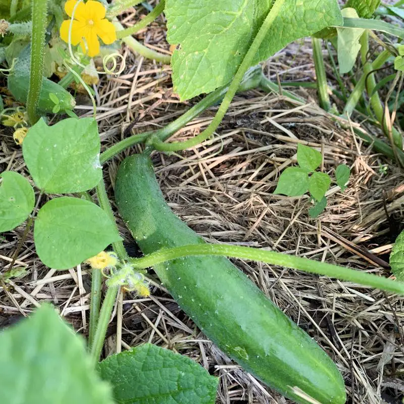 熊本県産 無農薬 里芋（さといも）5kg