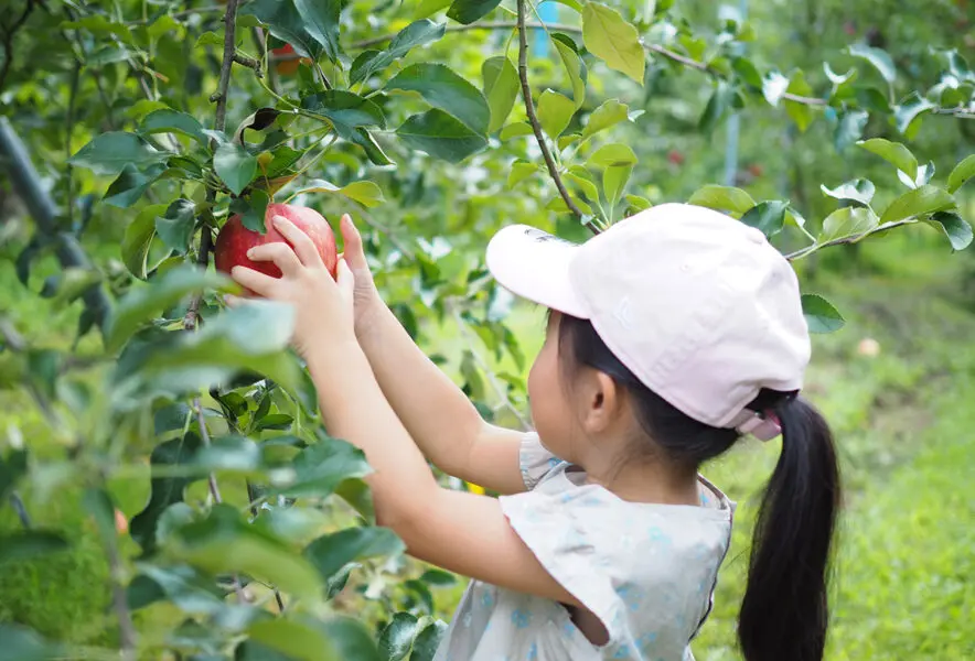 川崎】8月26日（土）より観光リンゴ園で一般向け「りんご狩り体験」が