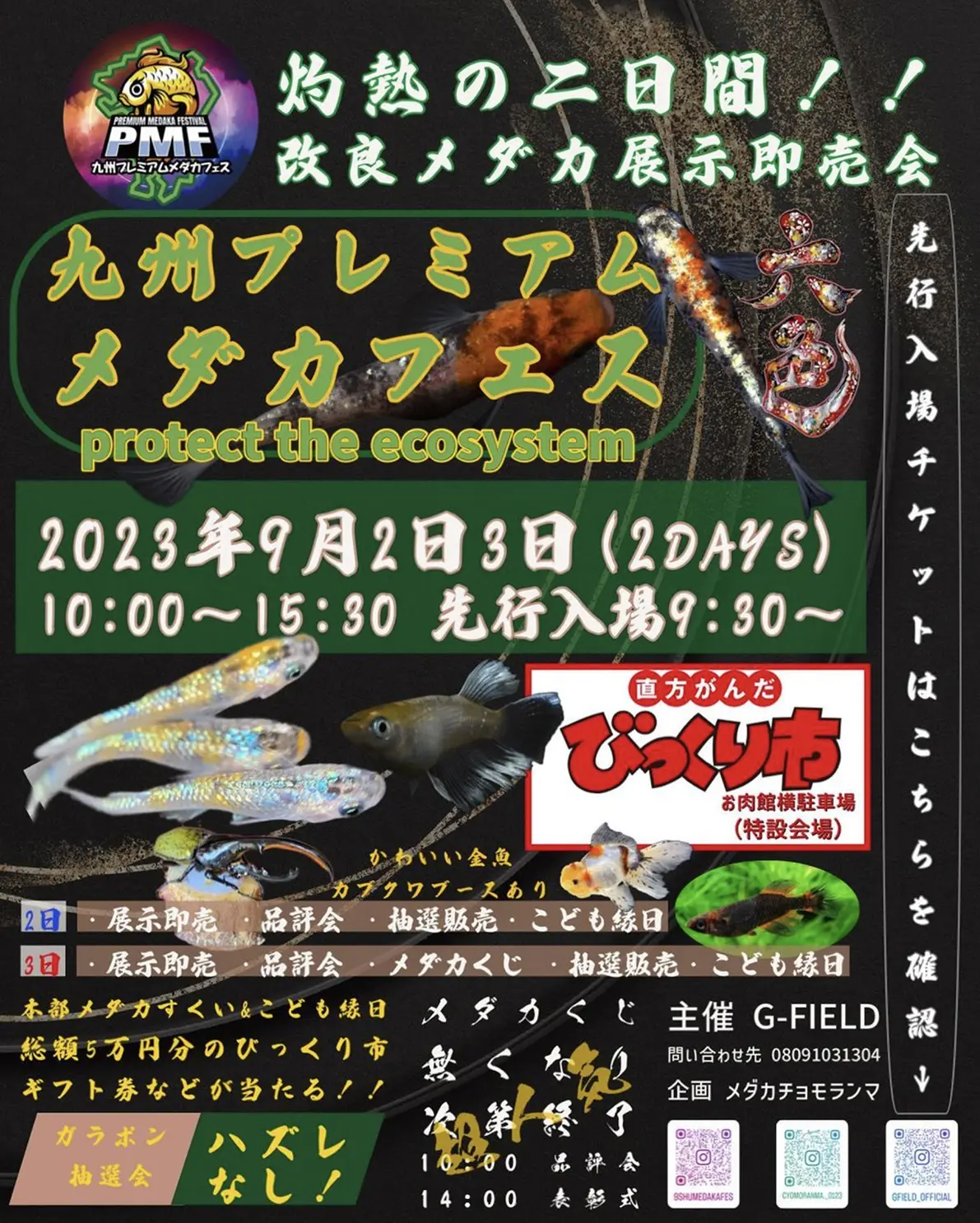 幹之メダカ みゆきめだか 300匹 追加可能 祭 イベントに 道の駅の商品に - 魚類、水生生物