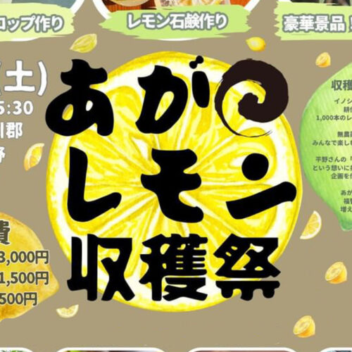 agano-lemon_mein-500x500.jpg