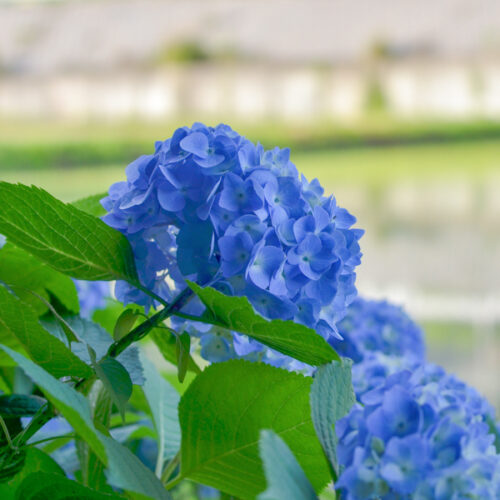 福岡・筑豊のあじさい開花情報2024！これから見ごろを迎える名所や穴場