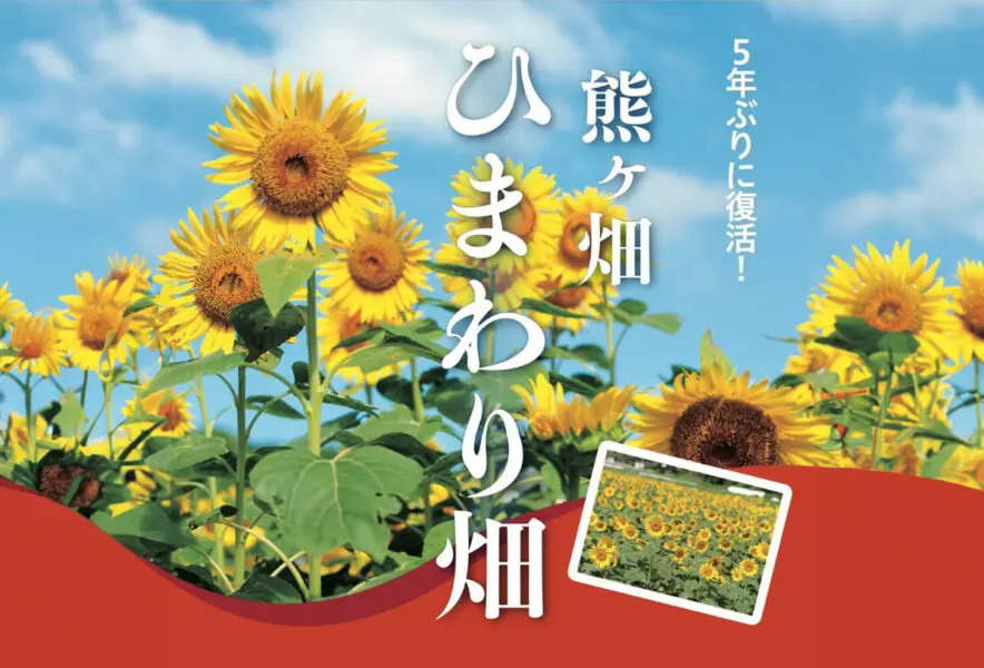 嘉麻】「熊ヶ畑ひまわり畑」が5年ぶりに復活！8月中旬に見頃を迎えます