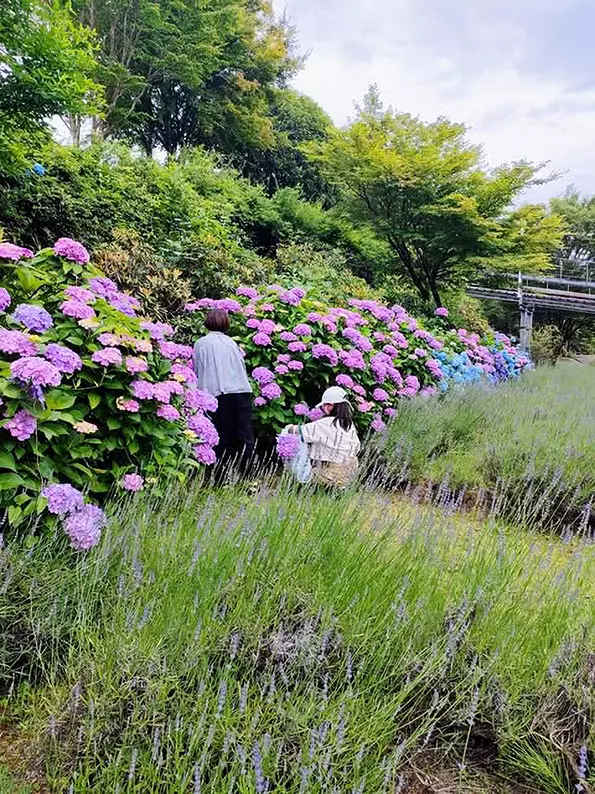 山地司、【紫式部とエナガとベニヒワ】、希少な額装用画集より 山地司、【紫式部とエナガとベニヒワ】、希少な額装用画集より