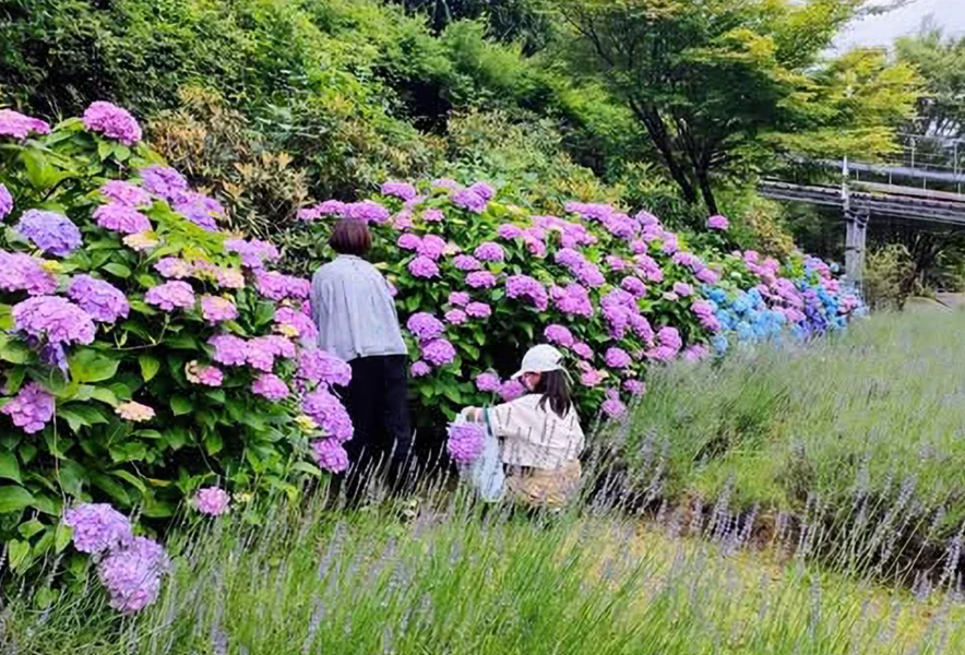 山地司、【紫式部とエナガとベニヒワ】、希少な額装用画集より 山地司、【紫式部とエナガとベニヒワ】、希少な額装用画集より