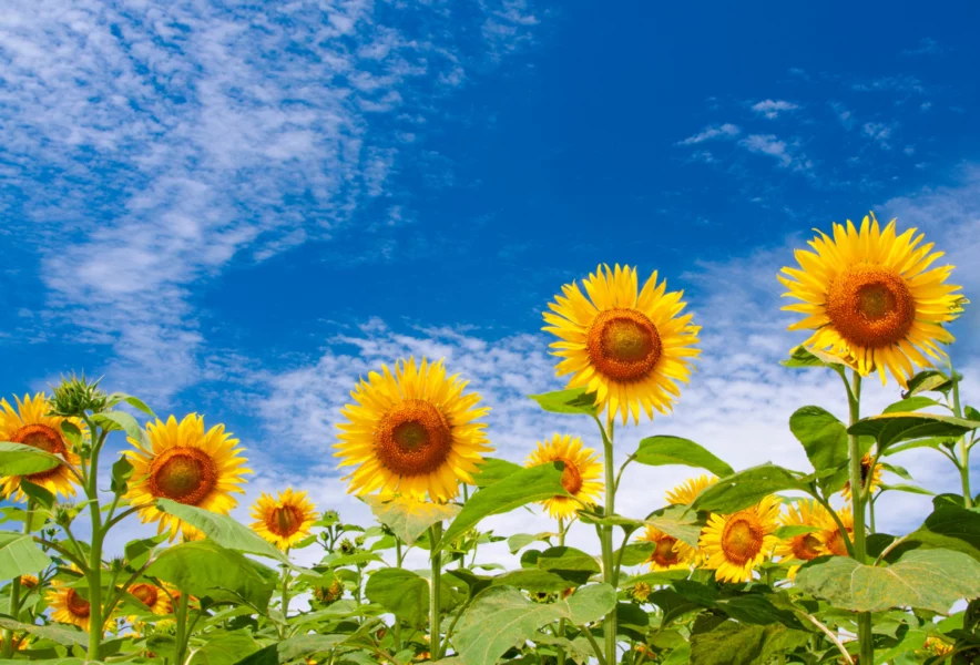 直方】新たなスポット誕生？福智山ろく花公園のひまわり花壇で今年の夏