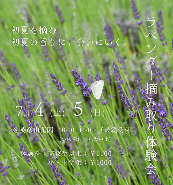添田】英彦山花園で7月4日（土）・5日（日）に「ラベンダー摘み取り