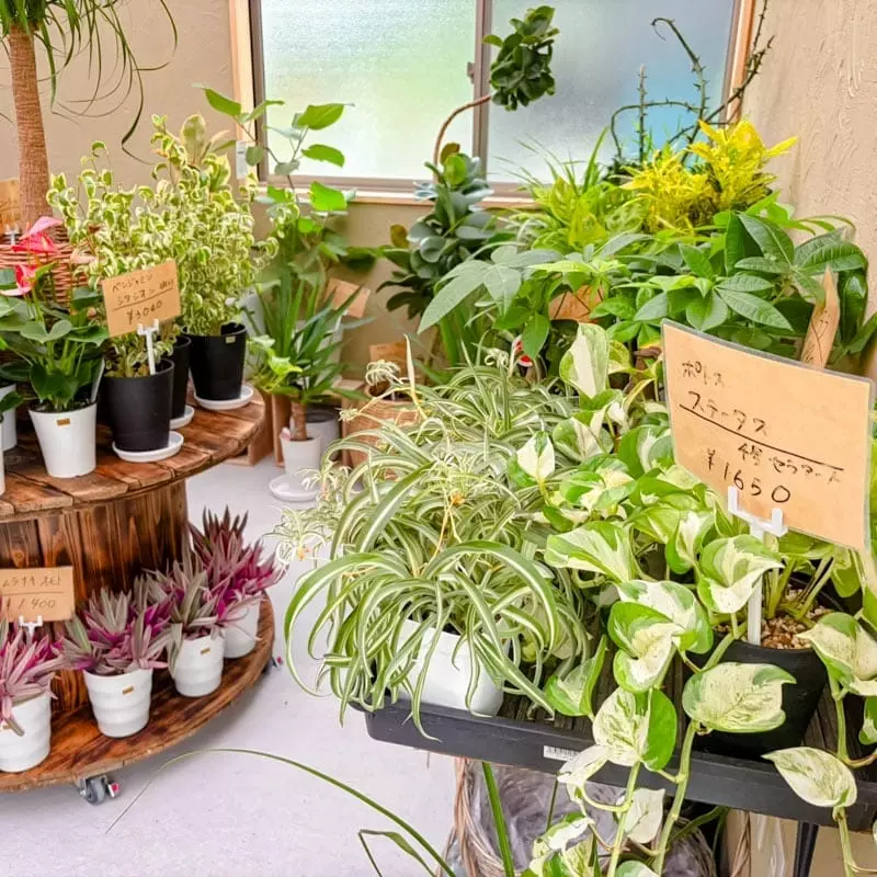 添田】暮らしと緑に永く寄り添う。夫婦で手掛けた「植物アトリエ sori