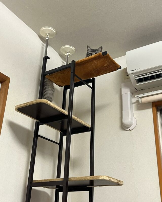 キャットタワーを新調せり。前のより頑丈っぽい。（Wingo）#猫 #子猫 #保護ネコ #筑豊 #福岡 #ネコ
#cat_of_instagram #猫のいる暮らし
#にゃんすたぐらむ
#catstagram #kitty #petstagram #instacat #meow #catoftheday #ilovemycat #instacat_meows #catstagram_japan
