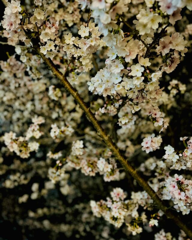 勝盛公園で夜桜見物。桜の季節は短し。（Wingo）
#飯塚市 #勝盛公園 #桜 #夜桜