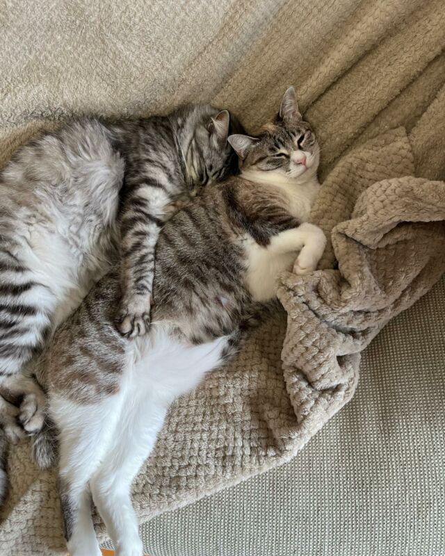 仲良しかよ（Wingo）#猫 #子猫 #保護ネコ #筑豊 #福岡 #ネコ
#cat_of_instagram #猫のいる暮らし
#にゃんすたぐらむ
#catstagram #kitty #petstagram #instacat #meow #catoftheday #ilovemycat #instacat_meows #catstagram_japan
